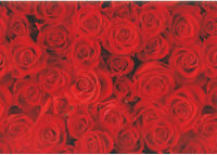 Logo Susy card papier cadeau sur rouleau roses rouge 40014975