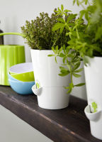 Logo Emsa fresh herbs pot � herbes aromatiques, vieux rose 6461416