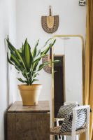 Logo Po�tic pot de fleurs papyrus, diam�tre: 390 mm, miel 6462080