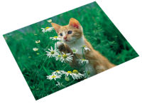 Logo Lufer sous-main chat avec fleur, 400 x 530 mm 5050271